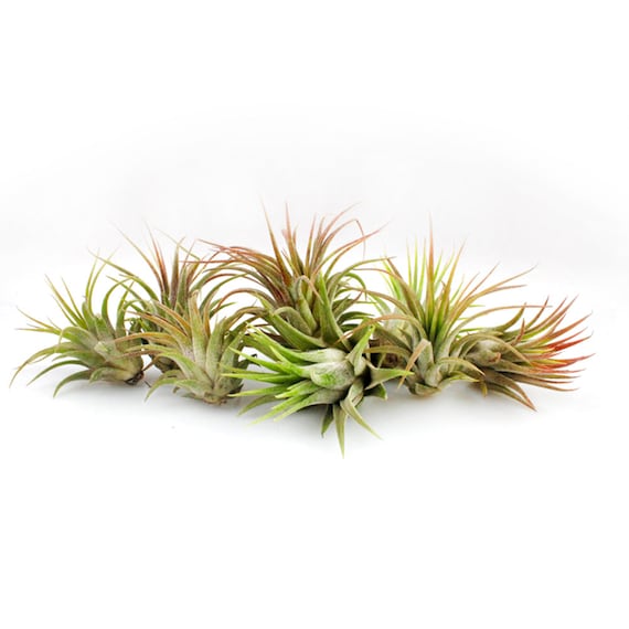 Small Air Plant Bundle | Assorted Tillandsia, Terrarium Supply - Etsy