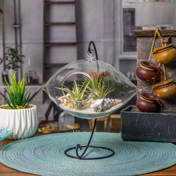 Hanging seashell terrarium