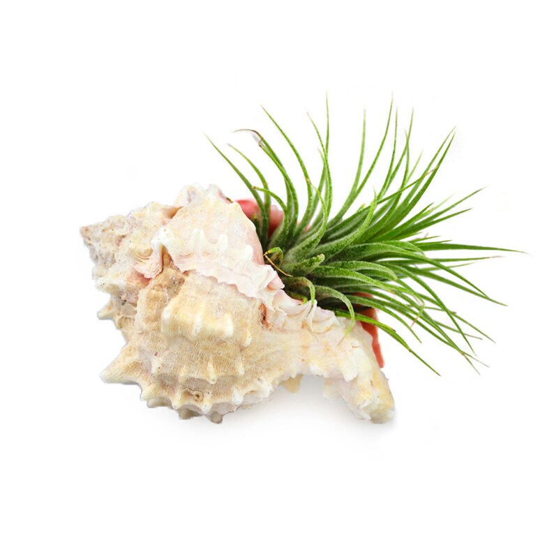 Hermit Crab Air Plant Arrangement With Murex Shell Exotic Etsy