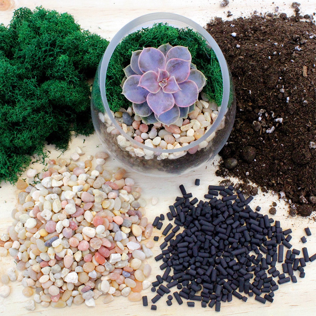 Terrarium Kit with Bark, Stones, Lichen, and Moss