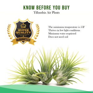 Double Tillandsia Air Plants, Live House Plant, Indoor Low Light Plant, Air Plant and Vase, Bathroom Plants, Air Purifying Plants, Wholesale image 10