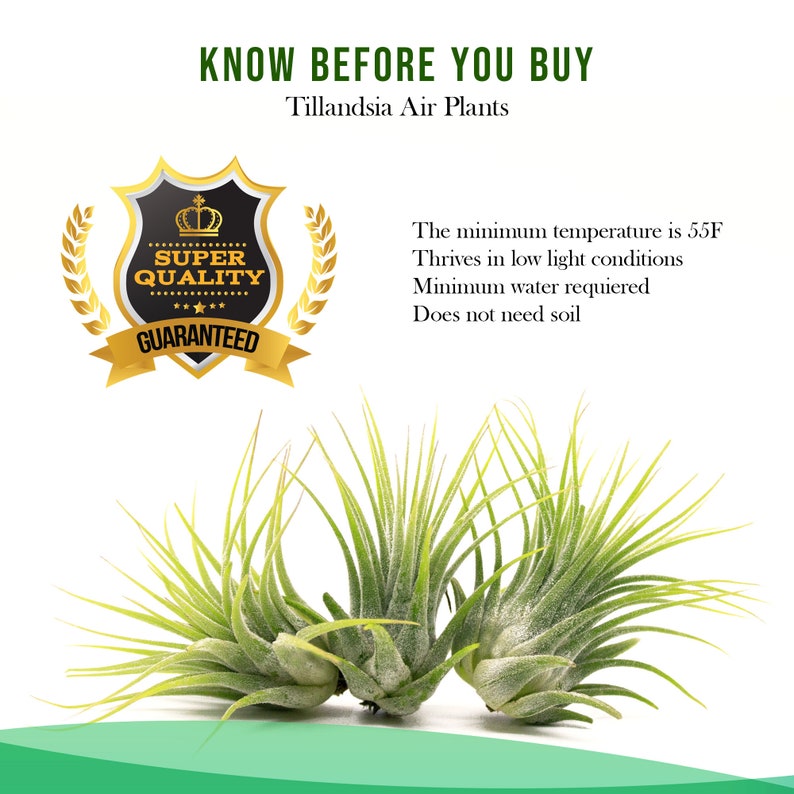 Double Tillandsia Air Plants, Live House Plant, Indoor Low Light Plant, Air Plant and Vase, Bathroom Plants, Air Purifying Plants, Wholesale image 10