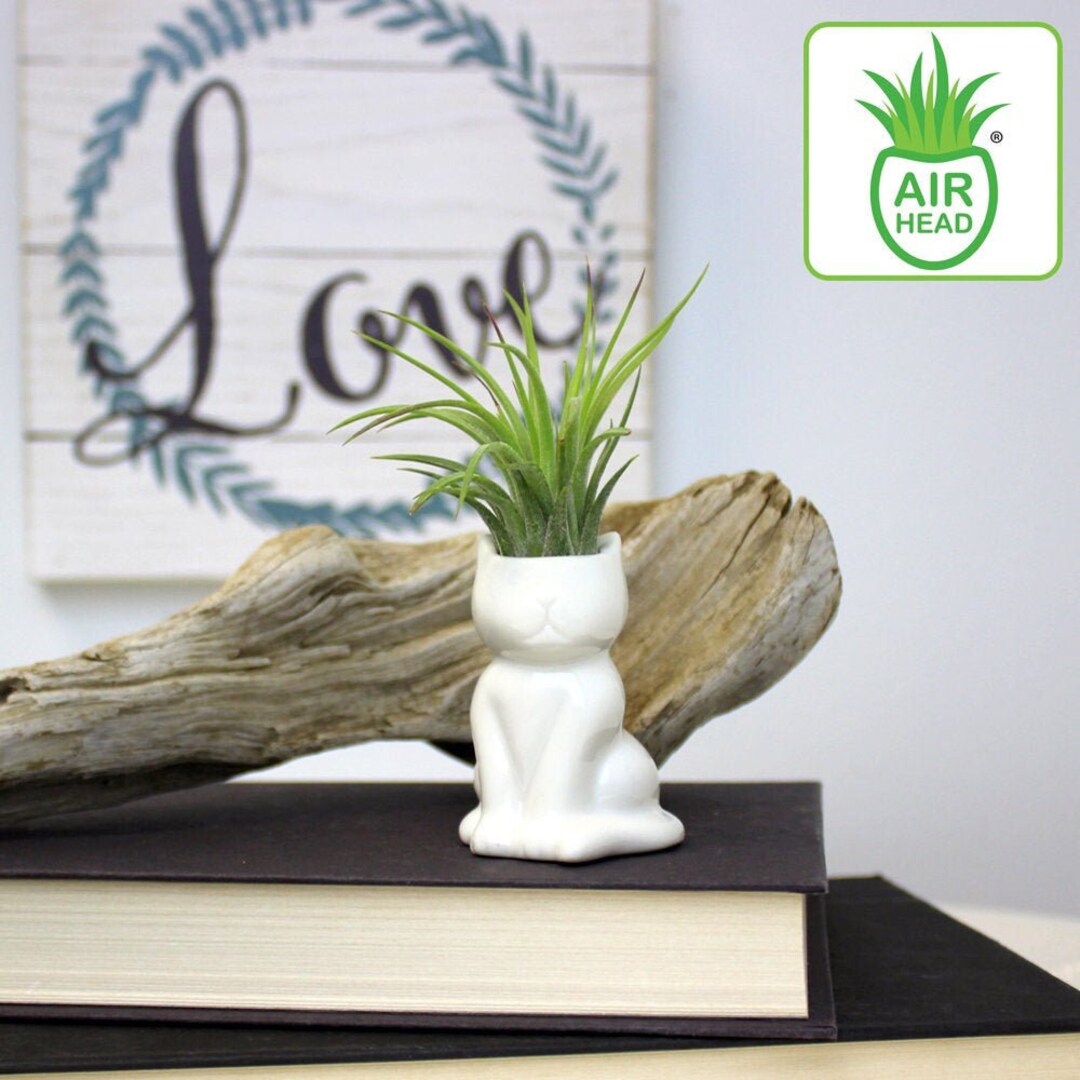 Small Ceramic Cat Shaped Air Plant Vase With or Without Plant Indoor