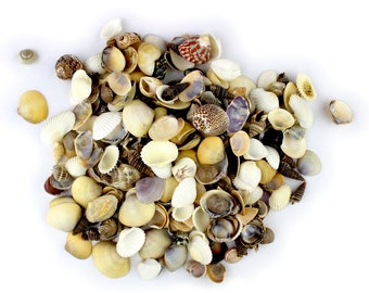 Small Indian Ocean Natural Sea Shells Mix  (1/2" - 3/4") 14OZ - Interior Design Shells, Floral Arrangement Vase Filler, Beach Themed Decor