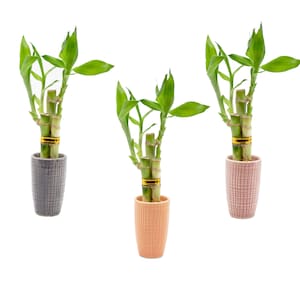 May include: Three lucky bamboo plants in decorative ceramic pots. The plants have bright green leaves and segmented stalks, with a gold band. The pots are in shades of gray, peach, and pink, each with a textured pattern.