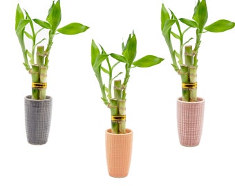 3 Stalk Live Lucky Bamboo Arrangement in Mini Color Ceramic Vase - Colorful Poterry, Indoor House Plants, Feng Shui, Lucky Plant, Houseplant