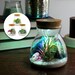 White Sand LED Air Plant Terrarium Kit | Conical Glass Vase with Cork Lid | Beach-Themed Tillandsia Planter with Reindeer Moss & Sea Shell 