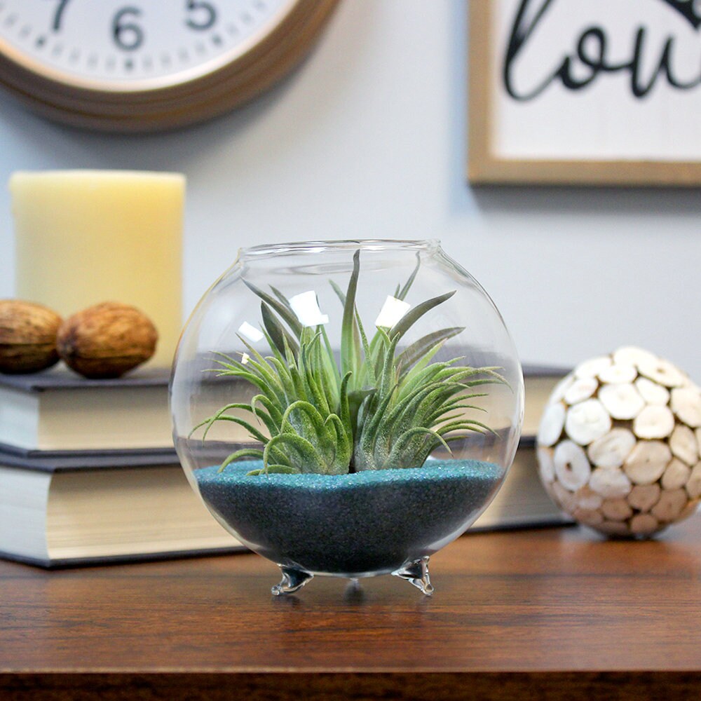 Minimal Glass Orb Terrarium Kit w Three Live Tillandsia Air Etsy