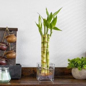 A bundle of 5lucky bamboo stalks in a square clear glass pot on a wooden shelf.