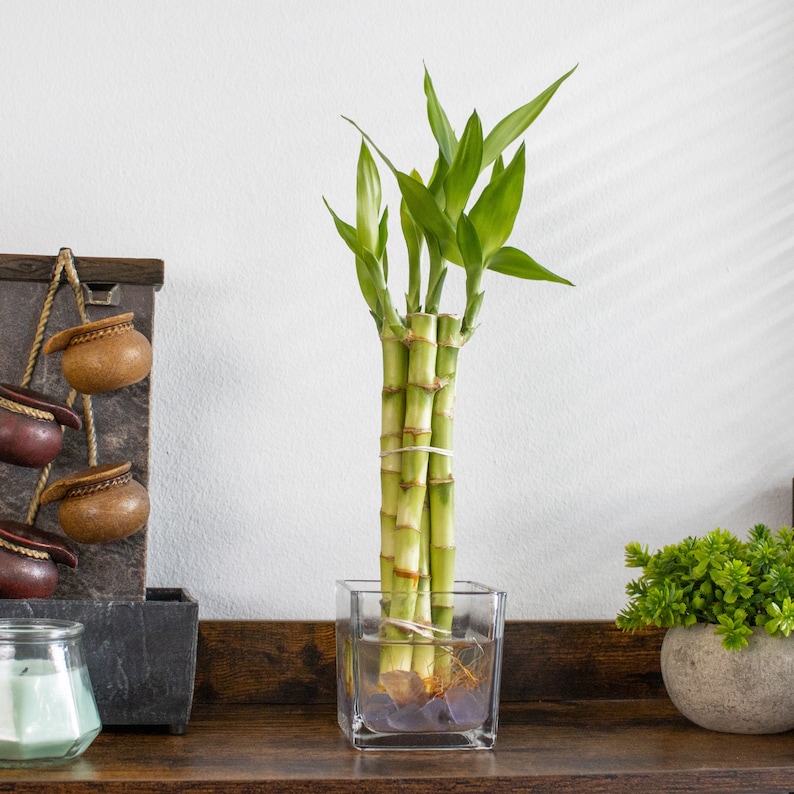 A bundle of 5lucky bamboo stalks in a square clear glass pot on a wooden shelf.