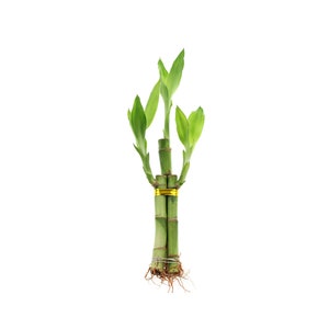 Live Lucky Bamboo Indoor Plant - 3 Stalk Bamboo Plant - Good Luck Plant, House Plant, Feng Shui, Green Resilient Greenery, Indoor Garden