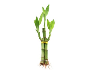 Live Lucky Bamboo Plant - 3 Stalks, Feng Shui Home Decor