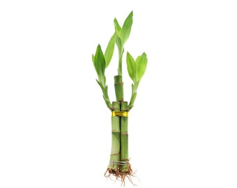 Live Lucky Bamboo Indoor Plant - 3 Stalk Bamboo Plant - Good Luck Plant, House Plant, Feng Shui, Green Resilient Greenery, Indoor Garden