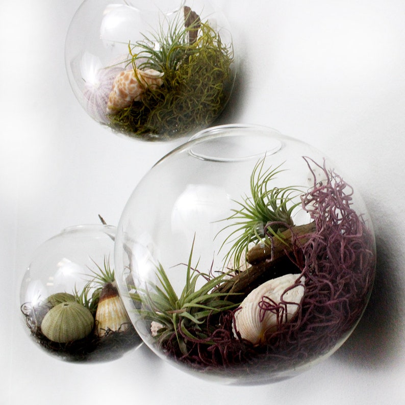 Wall Hanging Glass Globe Terrarium Plant Holder Water Etsy
