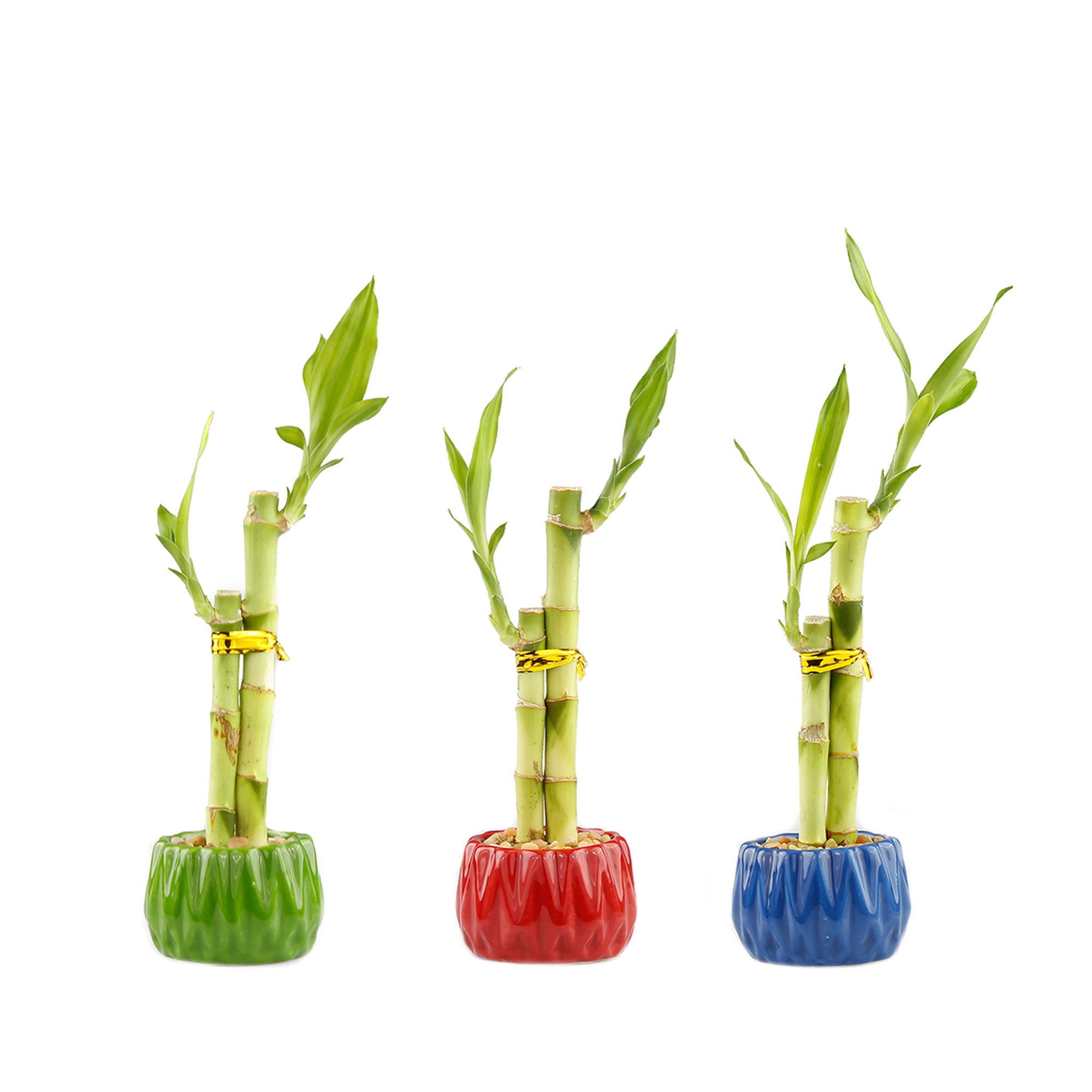 Two Stalk Lucky Bamboo With Round Accent Pot Bamboo Pot With Etsy