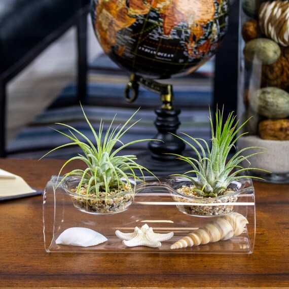 Double Tillandsia Air Plants, Live House Plant, Indoor Low Light Plant, Air  Plant and Vase, Bathroom Plants, Air Purifying Plants, Wholesale - Etsy