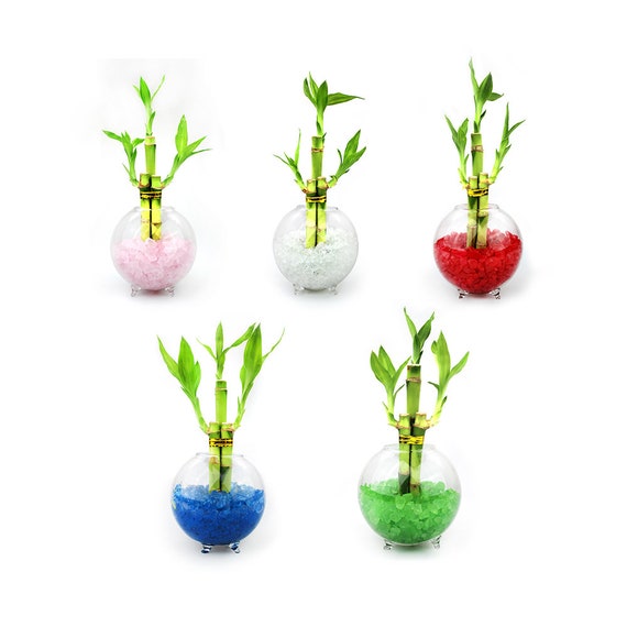 Lucky Bamboo Terrarium Kit Glass Orb Terrarium With Colored Etsy