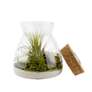 Live Air Plant Terrarium with Display LED Light, White Sand, And Moss Indoor House Plant Gift, Unique Plant Display, Handcrafted Terrarium image 8