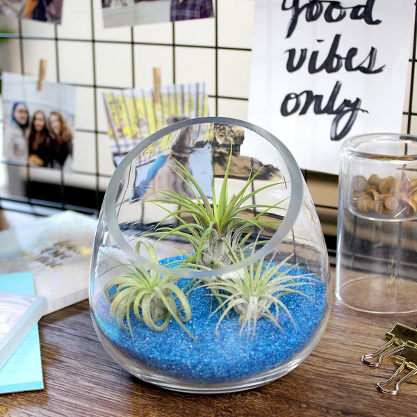 Air Plant Terrarium Etsy