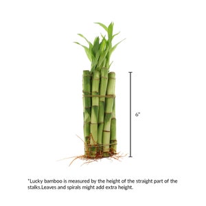 One bundle of 10 lucky bamboo stalks with a measure of 6 inches.