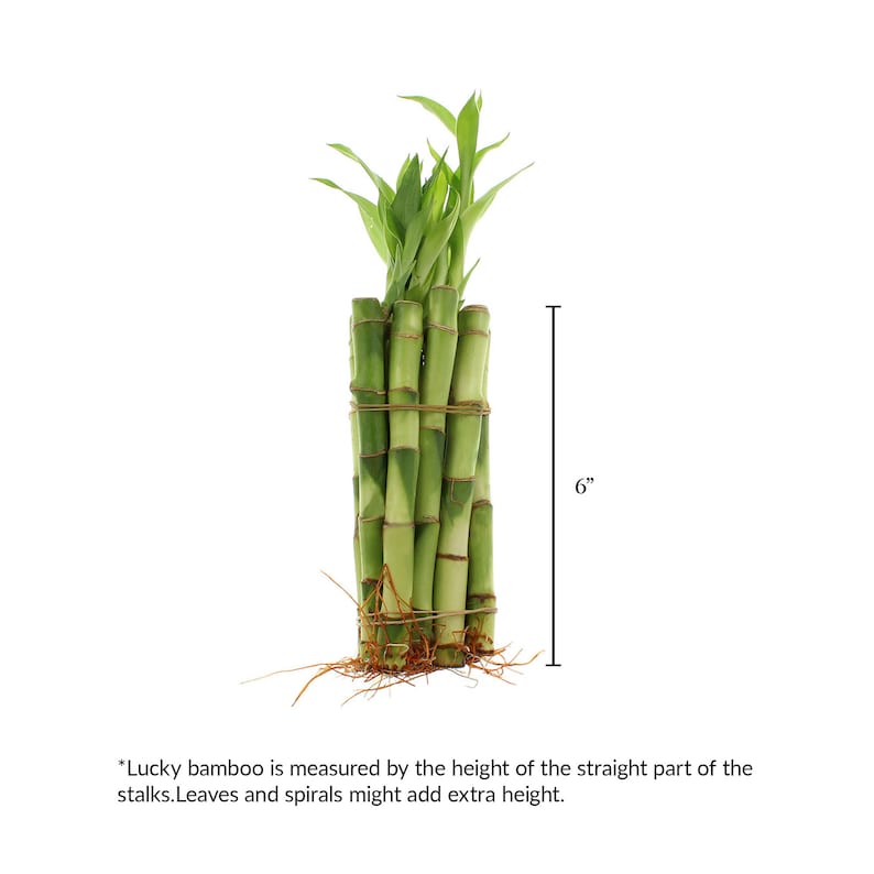 One bundle of 10 lucky bamboo stalks with a measure of 6 inches.