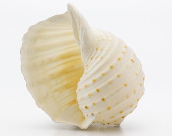 Tonna Tessellata Spotted Tun Hermit Crab Seashells 3" - 4" - Home Décor - Beach House Decoration - Beach Accents for Home - Craft Shells