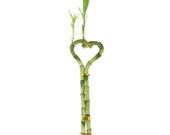 Lucky Bamboo Heart Shaped - Live, Fresh Healthy Plant - Bamboo Gift, Love