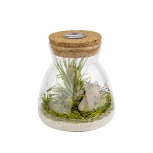 Live Air Plant Terrarium with Display LED Light, White Sand, And Moss Indoor House Plant Gift, Unique Plant Display, Handcrafted Terrarium Chartreuse Moss