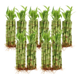 10 Bundles of green lucky bamboo stalks.