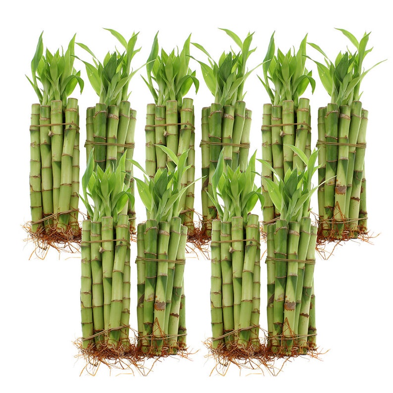 10 Bundles of green lucky bamboo stalks.