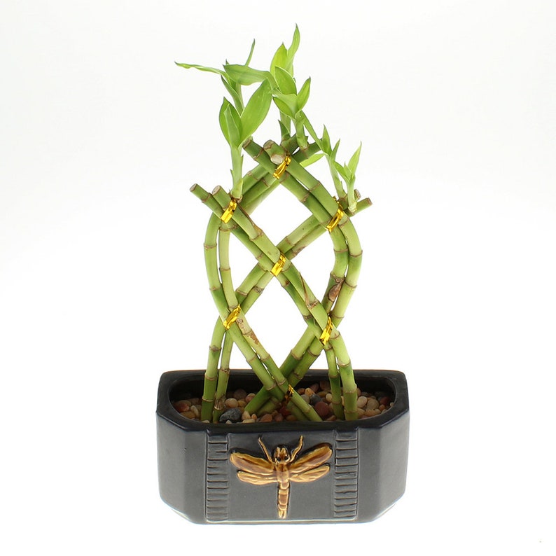 Live Lucky Bamboo Braided Trellis Shaped 8 Stalk Braided Etsy