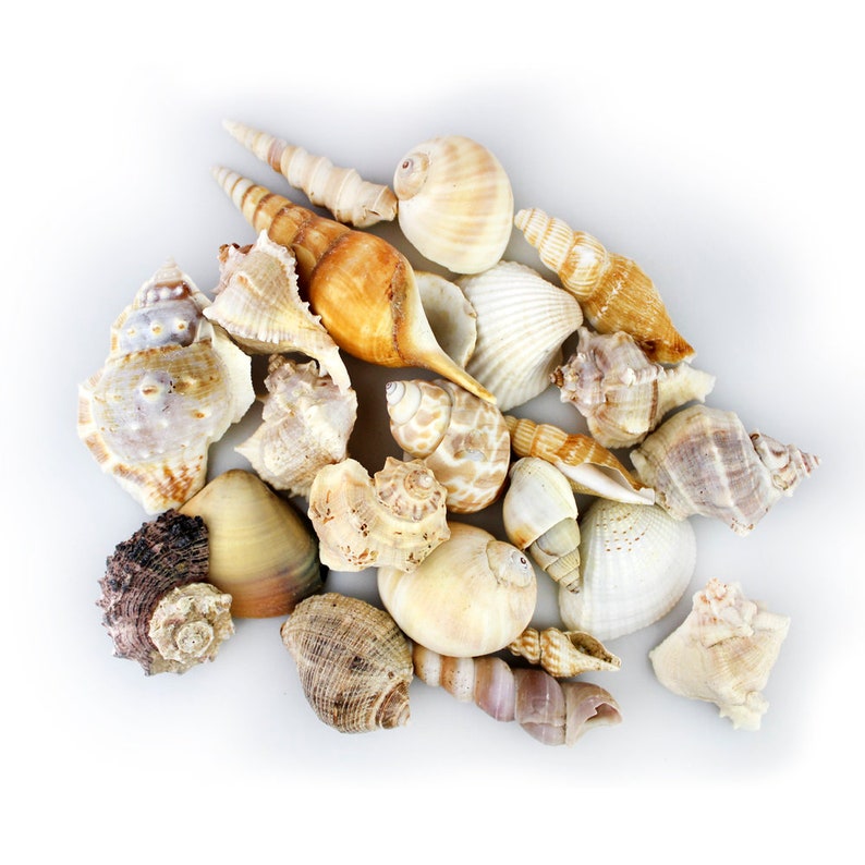 May include: A collection of seashells in various shapes, sizes, and colors, including white, brown, and beige. The shells are arranged in a pile on a white background.