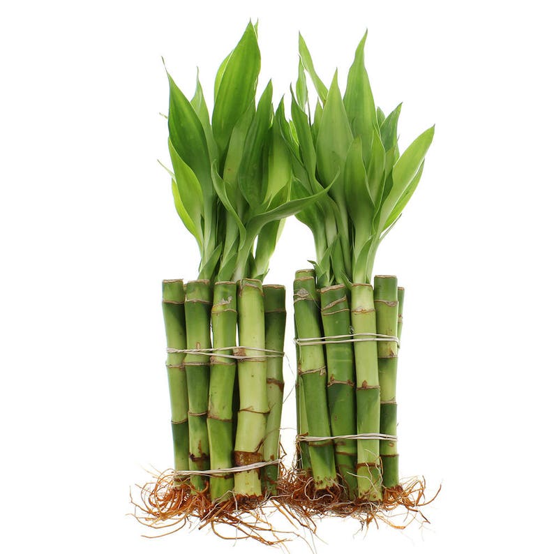 4 Lucky Bamboo Plant Straight Bamboo Stalks Home Or Etsy