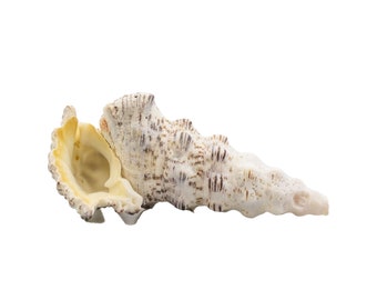 Cerithium Nodulosum Sea Shells 2.25" - 3.5" - Beach House Decor - Natural Seashells - Living Room Decoration - Home Ocean Décor