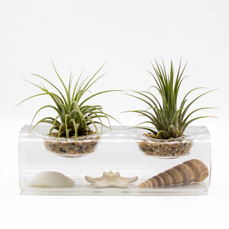 Double Tillandsia Air Plants, Live House Plant, Indoor Low Light Plant, Air Plant and Vase, Bathroom Plants, Air Purifying Plants, Wholesale image 4