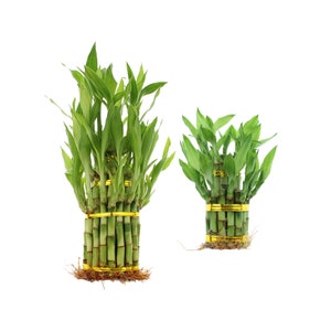 2 or 3 Tiered Live Lucky Bamboo Indoor House Plant, Lucky Tower Arrangements - Home or Office Decor, Good Luck Plant, Indoor Live Bamboo