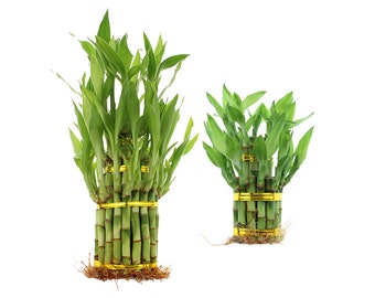 2 or 3 Tiered Live Lucky Bamboo Indoor House Plant, Lucky Tower Arrangements - Home or Office Decor, Good Luck Plant, Indoor Live Bamboo