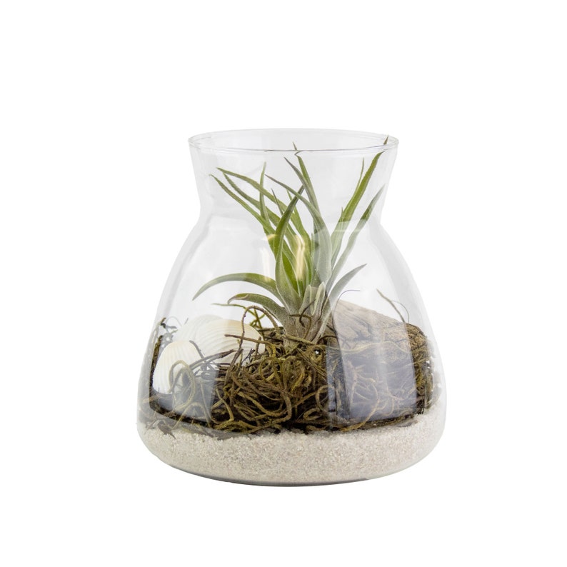Live Air Plant Terrarium with Display LED Light, White Sand, And Moss Indoor House Plant Gift, Unique Plant Display, Handcrafted Terrarium Latte Moss