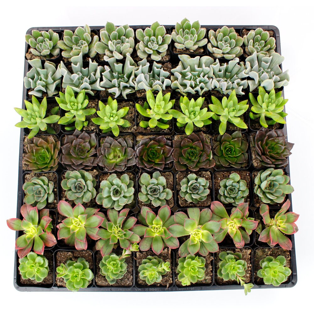 Bulk Succulents 2.25 Flat of 49 98 or 150 Mixed Varieties Etsy