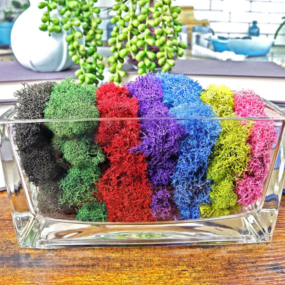 Natural Preserved Colored Reindeer Moss 1 LB Colorful Moss, Art & Craft Moss,  Home Decor Filler, Garden Vase Filler, Indoor Decoration 