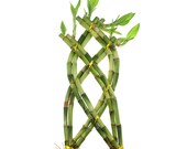 Live Lucky Bamboo Braided Trellis Shaped 8 Stalk - Braided Bamboo Plant - Home or Office Decor - Live, Fresh Healthy Plants