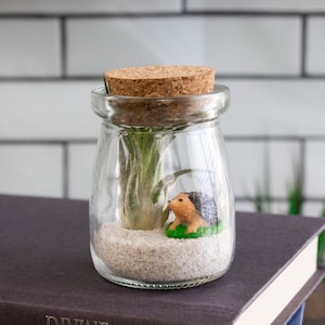 Natural Stones and Pea Gravel Terrarium Supplies for Indoor Plants  Succulent Planter Pots Air Plant Accessories Aquarium Decoration Rocks 