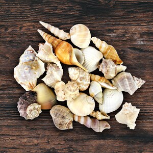 May include: A collection of seashells in various shapes, sizes, and colors, including white, brown, and beige. The shells are arranged on a wooden surface.