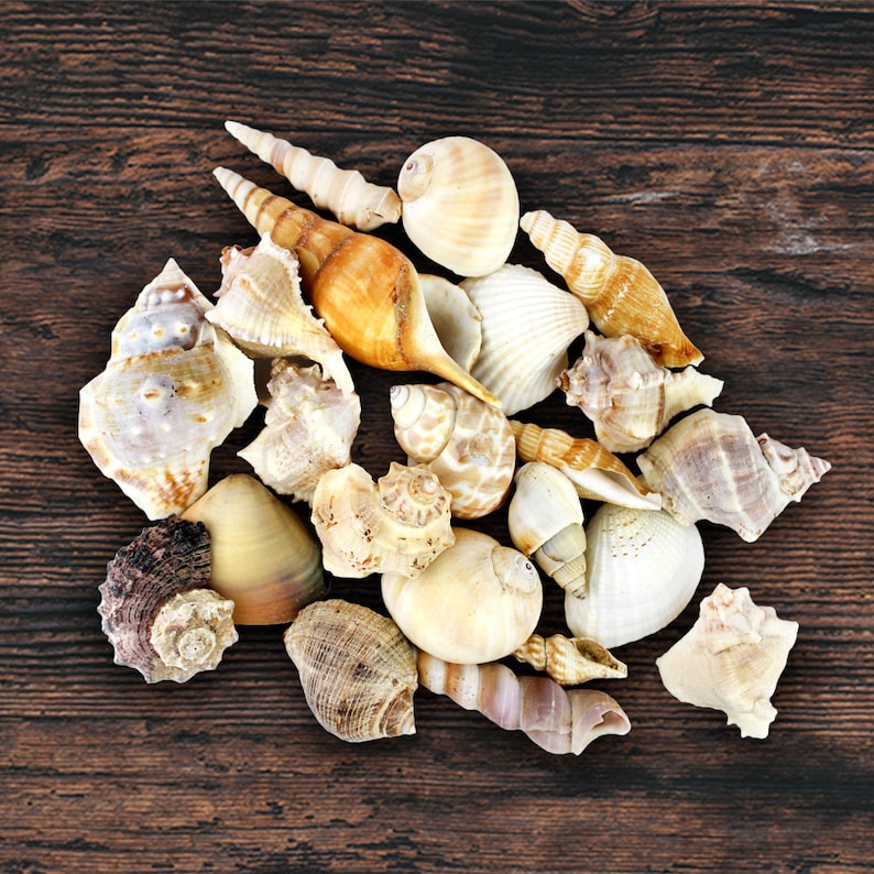 May include: A collection of seashells in various shapes, sizes, and colors, including white, brown, and beige. The shells are arranged on a wooden surface.