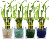 5-Stalk Lucky Bamboo Plant in Square Glass Vase with Colored Sea Glass Rocks