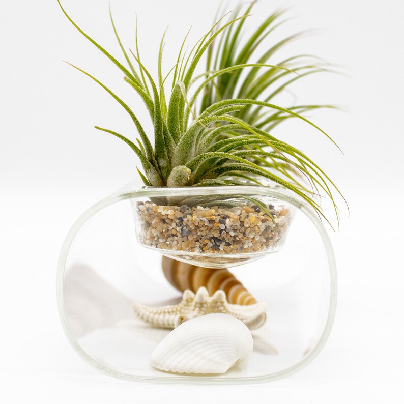 Double Tillandsia Air Plants, Live House Plant, Indoor Low Light Plant, Air Plant and Vase, Bathroom Plants, Air Purifying Plants, Wholesale image 5