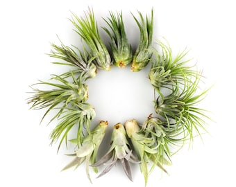 Small Tillandsia Air Plant Bundle, DIY Decor, Wedding Favors