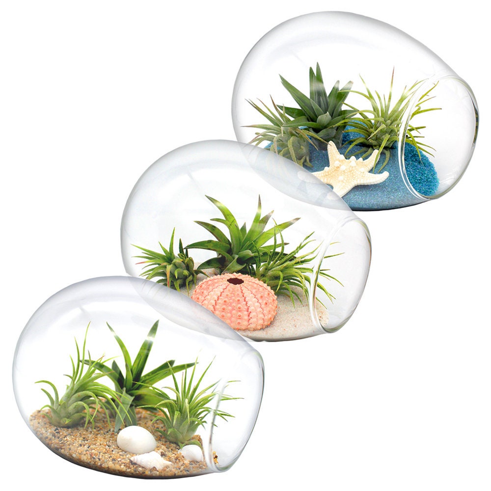 Glass Oval Terrarium Kit with 3 Live Air Plants BeachThemed Etsy