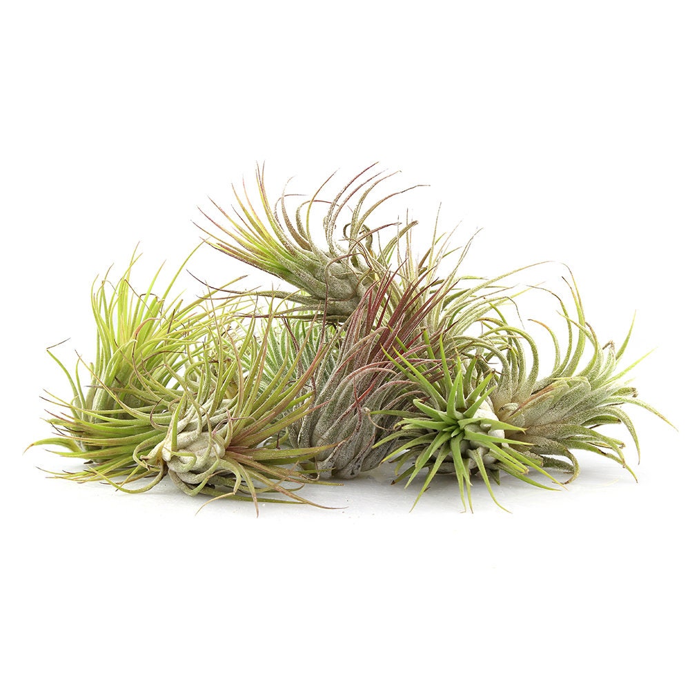 Hermit Crab Air Plant Arrangement With Murex Shell Exotic Etsy