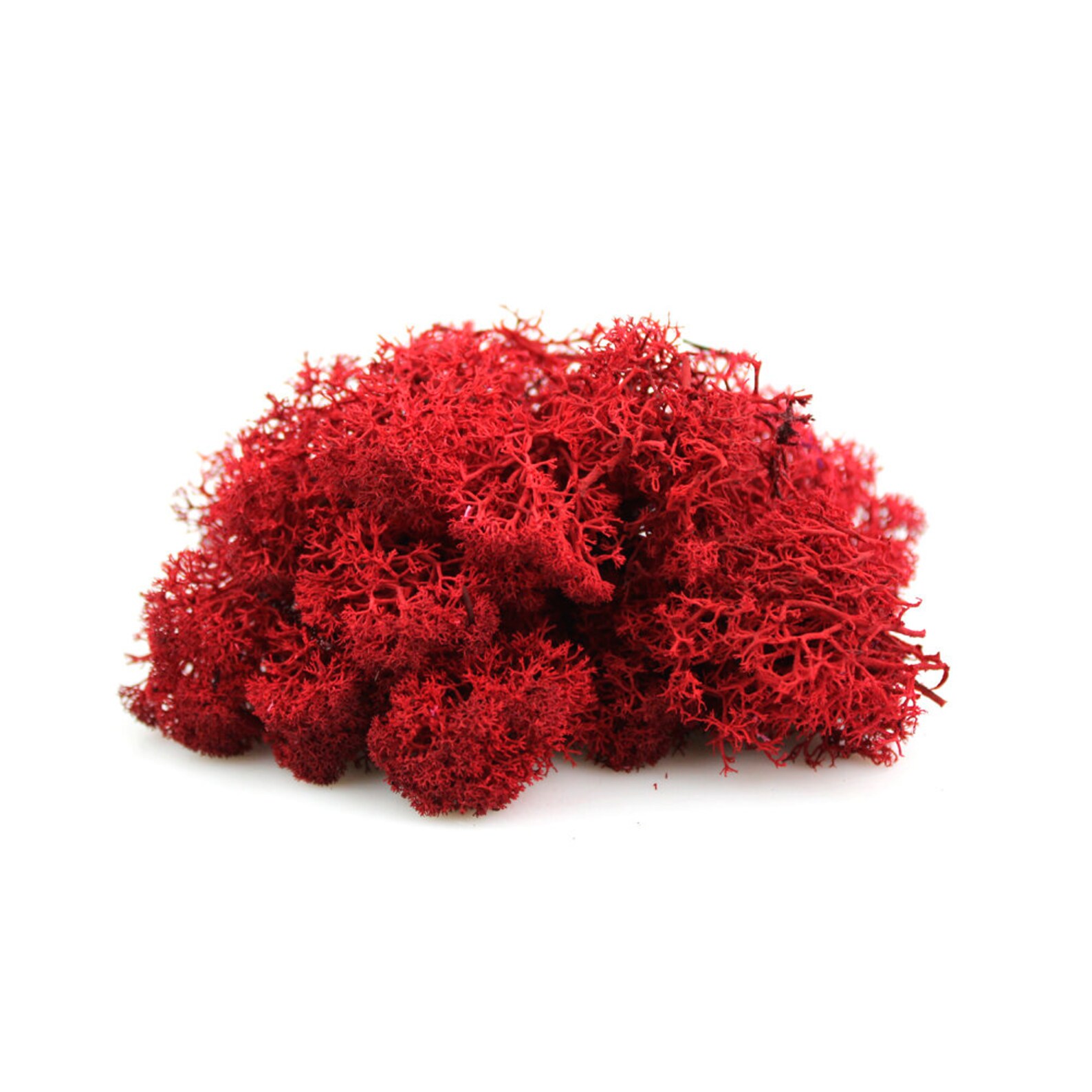Natural Preserved Colored Reindeer Moss 1 LB Craft Moss for - Etsy